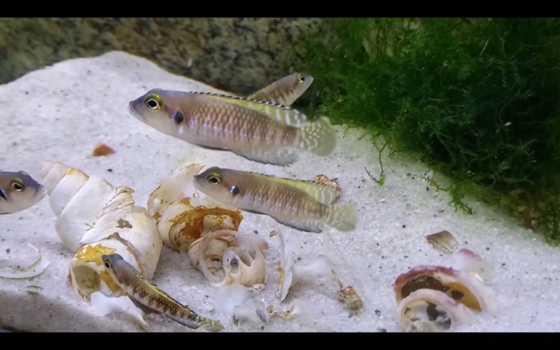 Lamprologus speciosus 'Bilila (Kavala) Island'